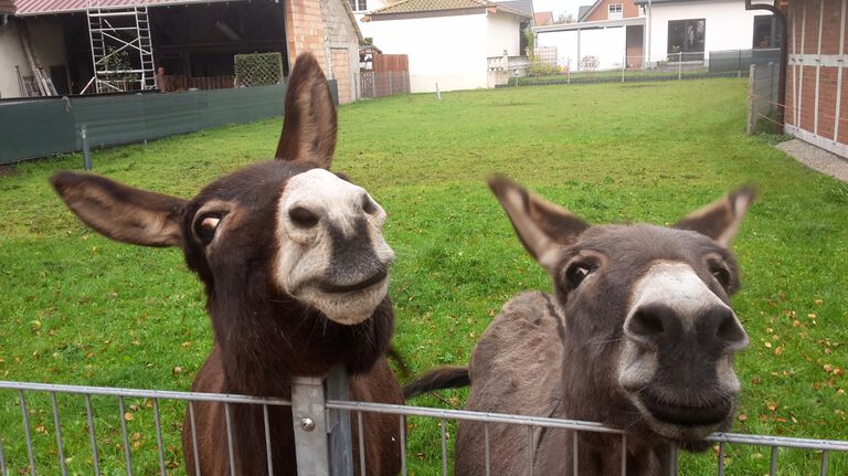 Kurioses: Vierbeiner in Anreppen unterwegs
