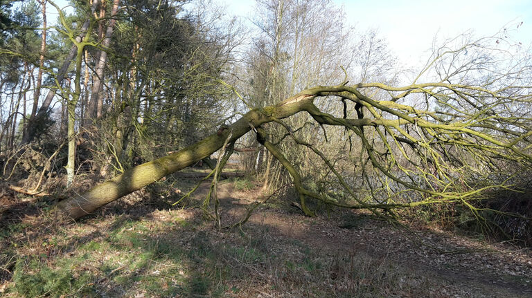 Sturmtief Friederike