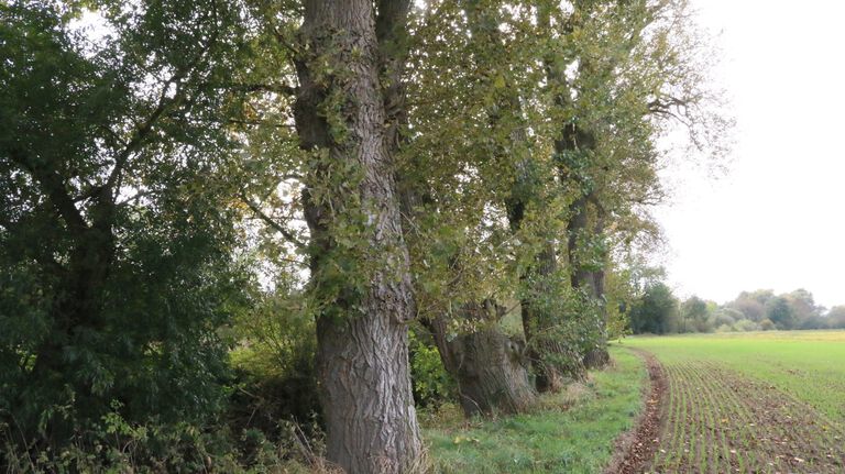 12 seltene Schwarzpappeln in Anreppen entdeckt