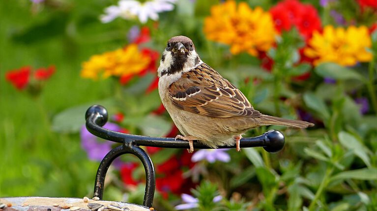 &quot;Tag der offenen Gärten&quot; am Sonntag, 16. Juni